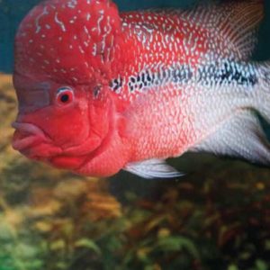 flower-horn---ornamental-fishes