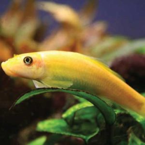 aquarium supplies, pet supplies, pond supplies, dog supplies