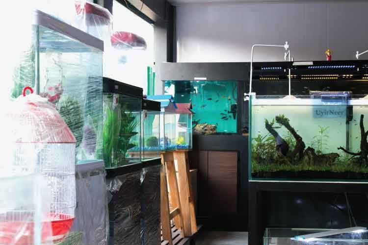 Fish tank cleaning services